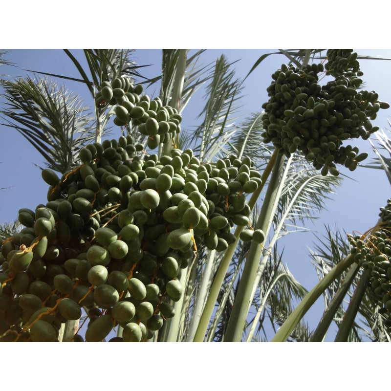 Dattes Al 'Ajwa Al-Madinah 400 g - Palmeraie de Medine - Arabie Saoudite - Nadaty Dattes Al 'Ajwa Al-Madinah 400 g - Palmeraie de Medine - Arabie Saoudite - Nadaty