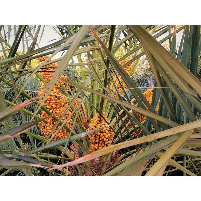 Dattes Al 'Ajwa Al-Madinah 400 g - Palmeraie de Medine - Arabie Saoudite - Nadaty Dattes Al 'Ajwa Al-Madinah 400 g - Palmeraie de Medine - Arabie Saoudite - Nadaty