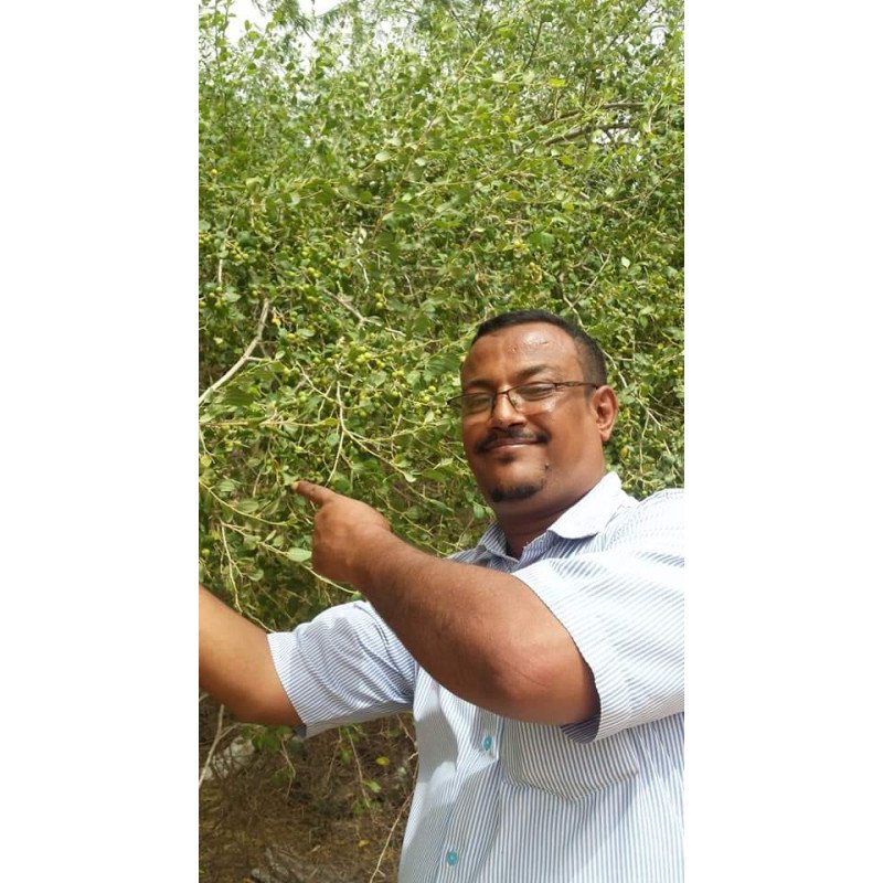 Miel de Jujubier Royal - Miel de Sidr Maliky - Origine Yemen - Trésor du Yémen - 500g Miel de Jujubier Royal - Miel de Sidr Maliky - Origine Yemen - Trésor du Yémen - 500g